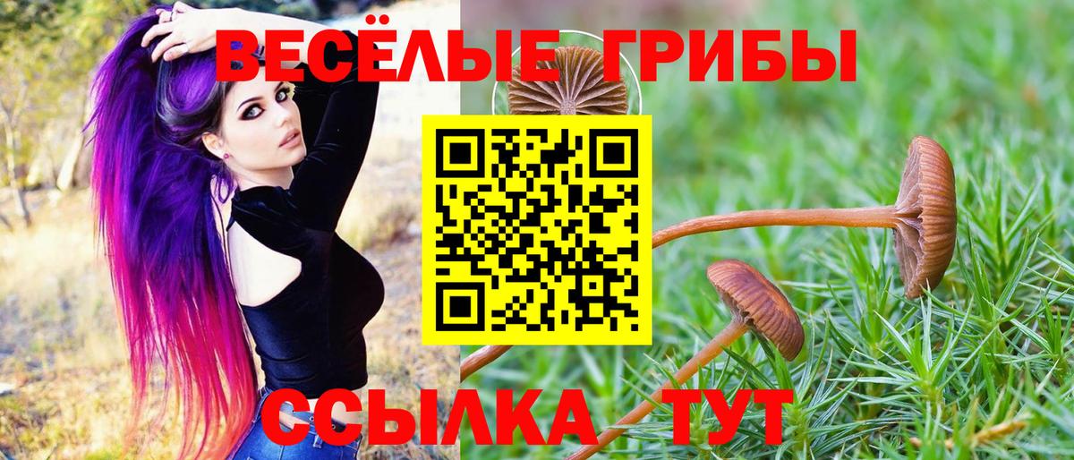 Галлюциногенные грибы Psilocybe Каменск-Шахтинский